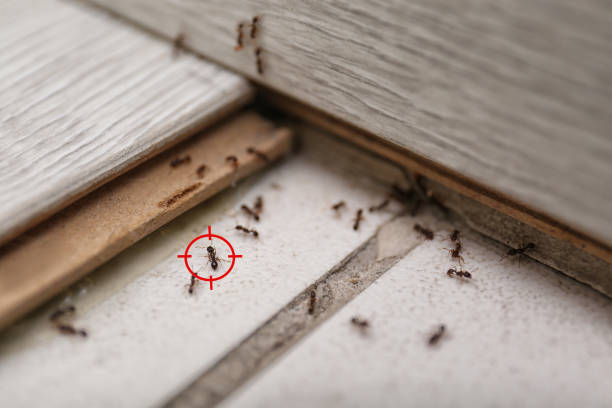 Best Termite Control Services  in Tashua, CT