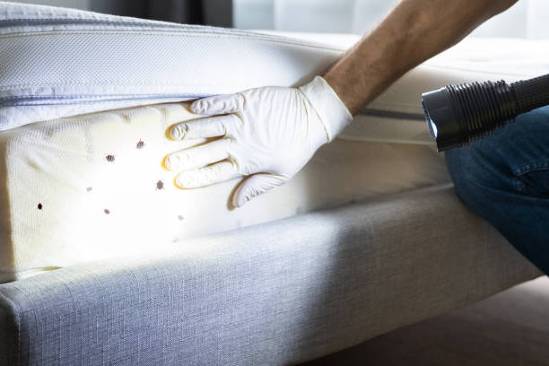 Best Ant Control Services  in Tashua, CT