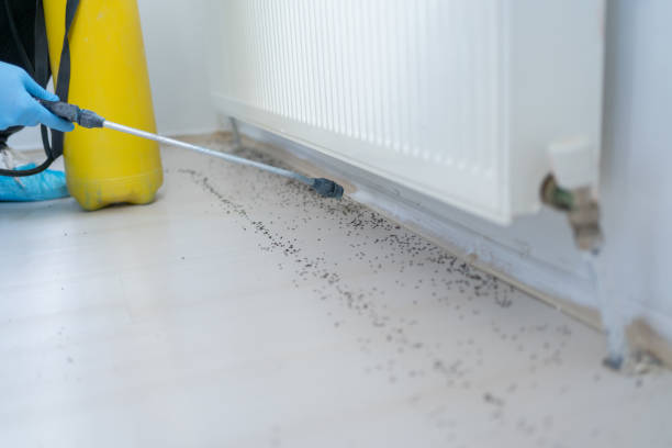 Best Cockroach Control Services  in Tashua, CT