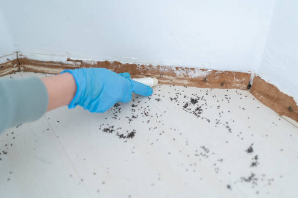 Best Cockroach Control Services  in Tashua, CT